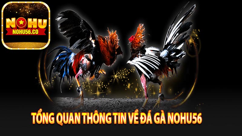 Tổng quan thông tin về đá gà nohu56